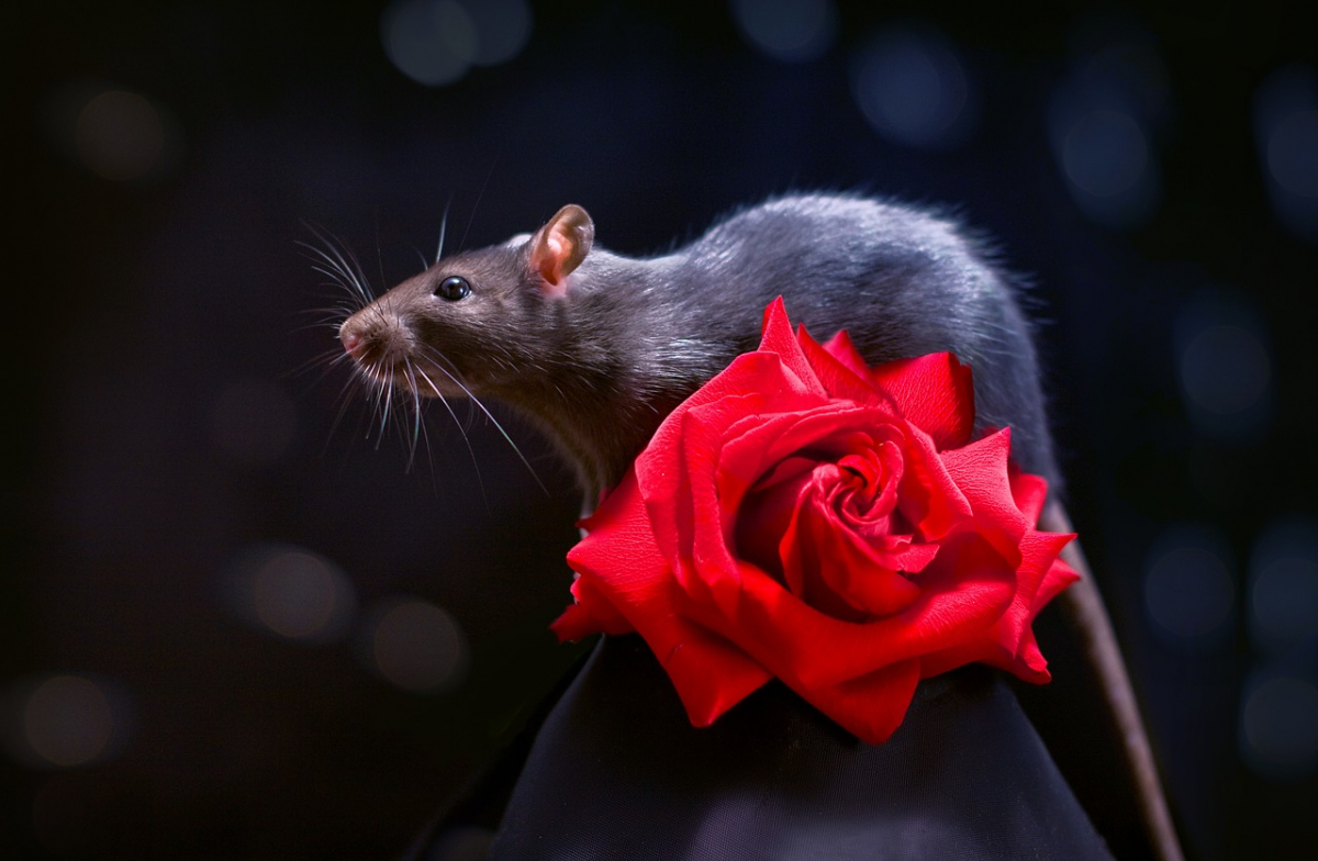 хайленд бык бело рыжий. земляной бык. лохматый бык. год желтого земляного быка. желтый земляной бык 2009.