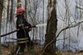 У Житомирській області загасили ще одну лісову пожежу
