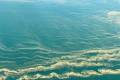 Черное море позеленело