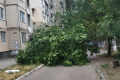 В Одессе ветер повалил десятки деревьев