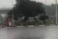 На запорожской трассе непогода валит деревья