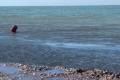 Узбережжя українського курорту вкрито брудом і водоростями