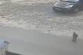 У Київській області з етнокомплексу втік кенгуру