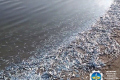 В лимане Азовского моря массово погибла рыба