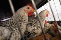 Вірус H5N1: 11-річна дівчинка померла у Камбоджі