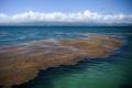 Вирощування морських водоростей може стати вирішенням проблеми продовольчої безпеки