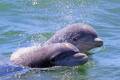 Потепление океана угрожает 70% морских млекопитающих в водах США