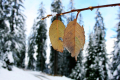Погода на 15 февраля: снег и мокрый снег