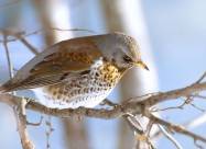 Prognoza pogody na środę, 15 stycznia