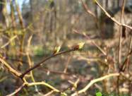 Kalendarz księżycowy ogrodnika i sadownika na marzec 2021 roku