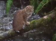 Суперхижак: рись ловить лосося розміром з себе