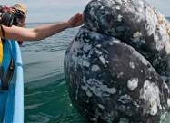 Величезний сірий кит помічений біля берегів Італії. Відео