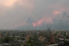 Пожежники продовжують гасити масштабні лісові пожежі у Флориді