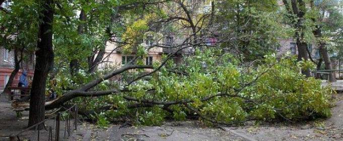У Харкові сильний вітер повалив десятки дерев У Харкові сильний вітер повалив десятки дерев
