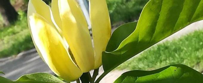 У Києві розквітнули унікальні магнолії У Києві розквітнули унікальні магнолії