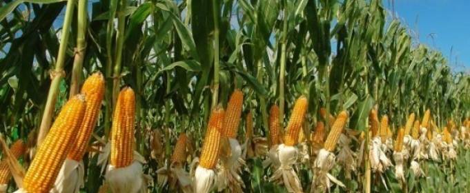 Травневі дощі в Україні можуть посприяти рекордному врожаю кукурудзи Травневі дощі в Україні можуть посприяти рекордному врожаю кукурудзи