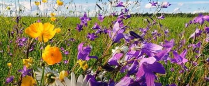 Погода в Україні на п'ятницю, 12 червня Погода в Україні на п'ятницю, 12 червня
