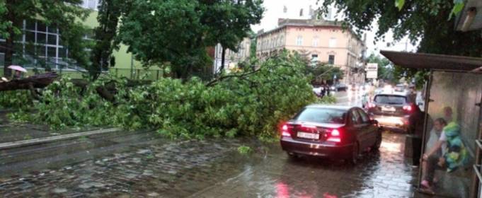 Буревій у Львові повалив дерева та вбив жінку Буревій у Львові повалив дерева та вбив жінку