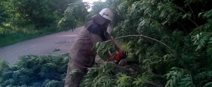 На Житомирщине сильный ветер повалил деревья На Житомирщине сильный ветер повалил деревья