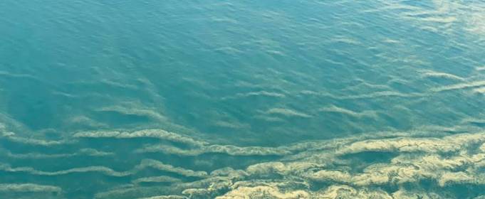 Чорне море позеленіло Чорне море позеленіло