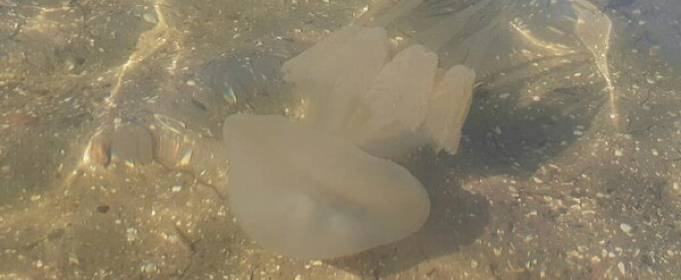 Нашествие медуз в Азовском море произошло из-за засухи Нашествие медуз в Азовском море произошло из-за засухи