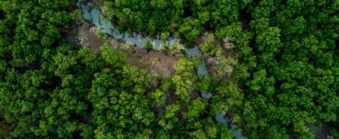 Ліси Амазонії можуть поширити нові віруси Ліси Амазонії можуть поширити нові віруси