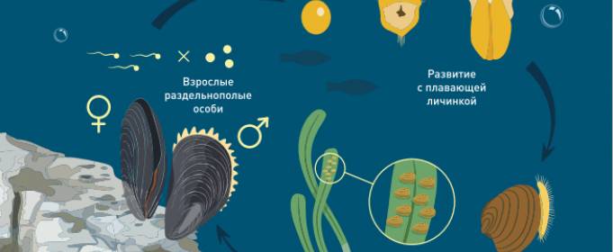 В Одессе готовится к изданию книга о Черном море В Одессе готовится к изданию книга о Черном море