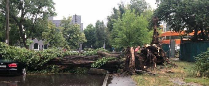 В Киеве гроза повалила деревья, ливень затопил улицы В Киеве гроза повалила деревья, ливень затопил улицы