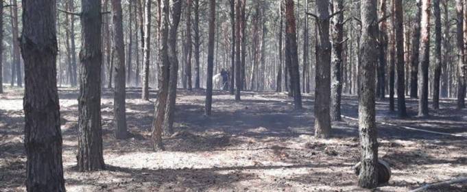 Под Николаевом гасили лесной пожар Под Николаевом гасили лесной пожар