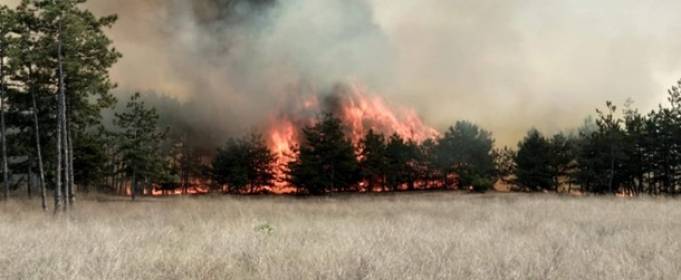 Кількість лісових пожеж в Україні збільшилася в три рази Кількість лісових пожеж в Україні збільшилася в три рази