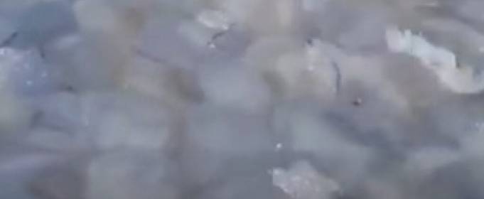 Біля Бердянська виявили «медузний острів» Біля Бердянська виявили «медузний острів»
