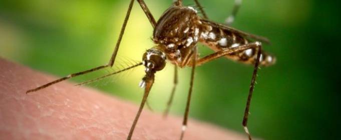 У Флориді винищувати комарів будуть за допомогою їх генно модифікованих родичів У Флориді винищувати комарів будуть за допомогою їх генно модифікованих родичів