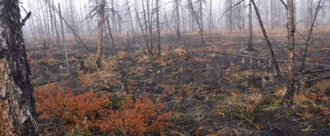 Лісові пожежі викликають танення вічної мерзлоти Лісові пожежі викликають танення вічної мерзлоти