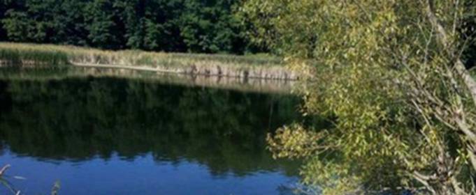 У київському парку можуть загинути водойми У київському парку можуть загинути водойми