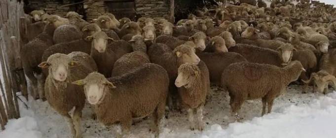 Из-за раннего снегопада во французских Альпах застряли 6 тысяч овец и пастухи Из-за раннего снегопада во французских Альпах застряли 6 тысяч овец и пастухи