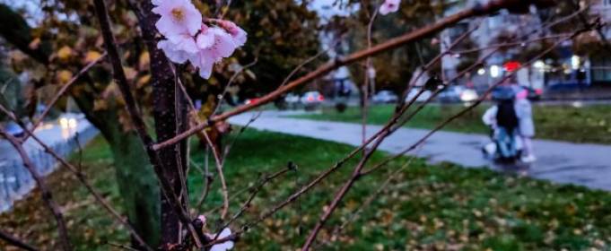 У Києві зацвіли сакури У Києві зацвіли сакури