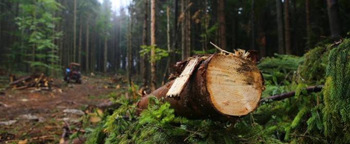 Вирубка лісів змінює склад бактерій грунту Вирубка лісів змінює склад бактерій грунту