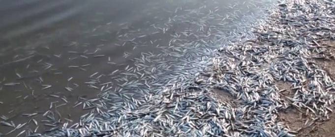 В лимане Азовского моря массово погибла рыба В лимане Азовского моря массово погибла рыба