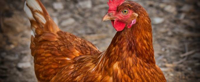 У Херсонській області зафіксовано спалах пташиного грипу У Херсонській області зафіксовано спалах пташиного грипу