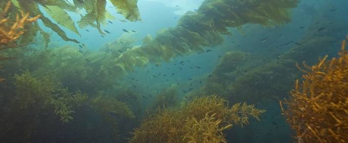Морська капуста допоможе боротися з глобальним потеплінням Морська капуста допоможе боротися з глобальним потеплінням