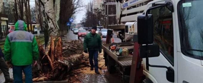 Сильний вітер в Одесі повалив десятки дерев Сильний вітер в Одесі повалив десятки дерев
