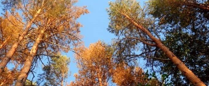 ООН допоможе Білорусі та Україні в боротьбі з всиханням сосен ООН допоможе Білорусі та Україні в боротьбі з всиханням сосен