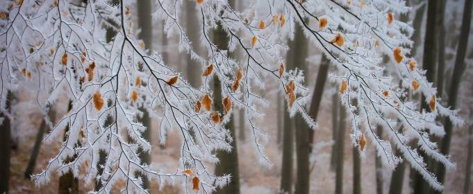 Погодные приметы на 4 февраля Погодные приметы на 4 февраля
