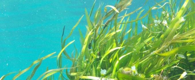 Підводні луки біля берегів Британії за сто років скоротилися на 92% Підводні луки біля берегів Британії за сто років скоротилися на 92%
