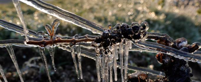 Свічки і вода: французькі винороби рятують свій урожай Свічки і вода: французькі винороби рятують свій урожай