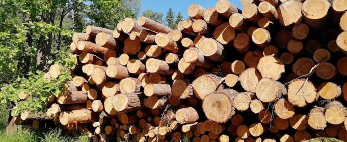 Китай і ЄС - головні знищувачі лісів Китай і ЄС - головні знищувачі лісів