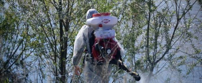 У Казахстані спостерігається нашестя комарів У Казахстані спостерігається нашестя комарів