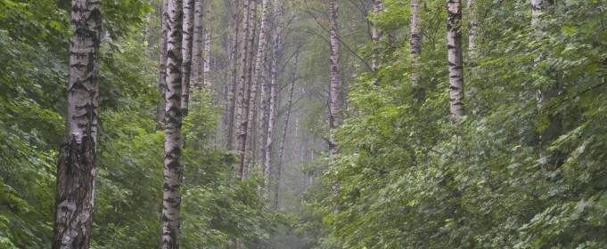 Погодні прикмети на 25 червня Погодні прикмети на 25 червня