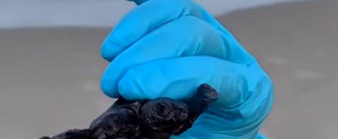 Двуглавая морская черепаха найдена на пляже Северной Каролины. Видео Двуглавая морская черепаха найдена на пляже Северной Каролины. Видео