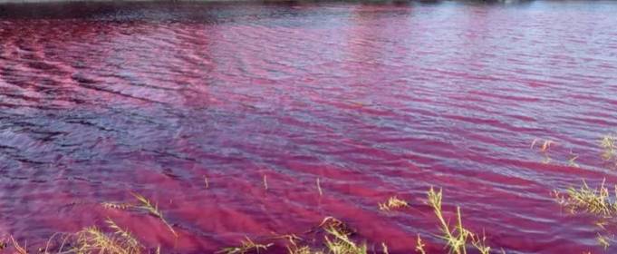 Озеро біля Мертвого моря стало криваво-червоним Озеро біля Мертвого моря стало криваво-червоним